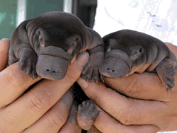 Cute Platypus Babies 