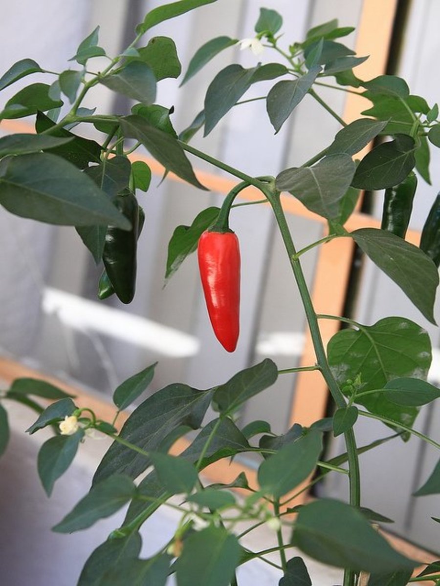 How to Plant and Grow Green Chili Peppers in Pots From ...