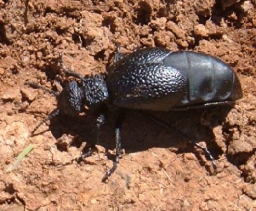 Oil Beetle (Meloe tuccius) female