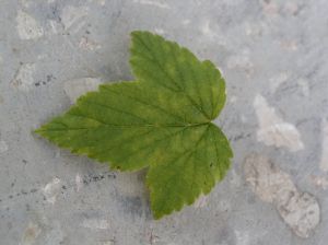 Blackcurrant Leaf