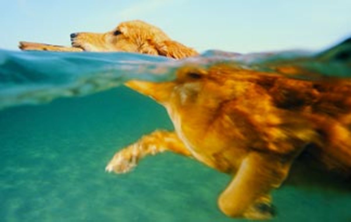 golden retriever swimming with the paws shown under water beautiful blond fur against blue water