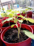 The Vegetable Garden - A Practice In Self Sufficiency