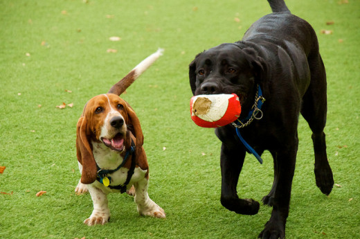 Off leash dog parks are a great place to play fetch.