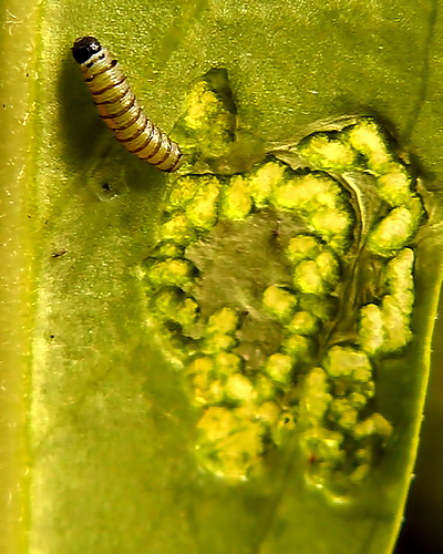 Caterpillar or Larva