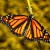 Adult Monarch Butterfly