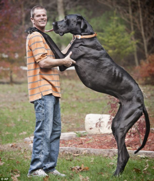 Former World Tallest Dog 