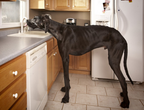 Tallest Dog in the World- Giant George