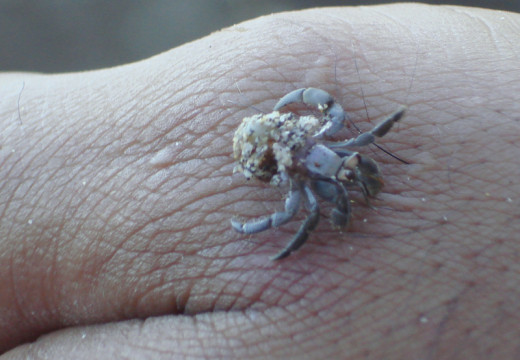 A very small hermit crab on my hand.  These guys help clean up the beach if tourists leave behind edible things.