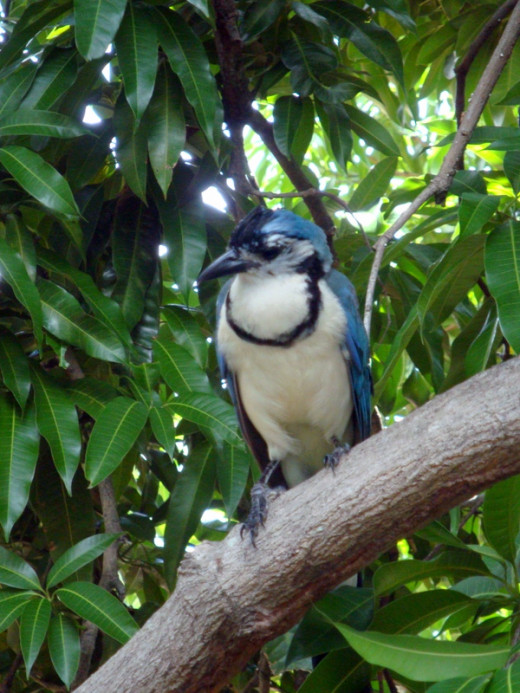 Robber jay, or urraca.  Striking, but common, bird along the beaches.  They also range into the mountains.