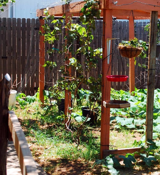 Grape Arbor with hanging strawberry baskets.