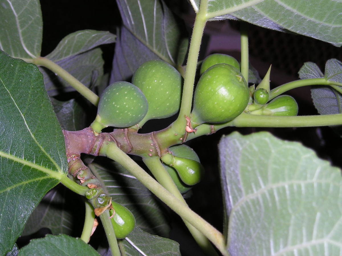 unripe figs