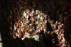 On Seeing the Light's Reflection on Autumn Leaves