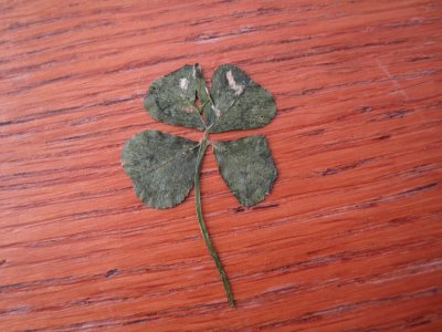 dried clover leaf