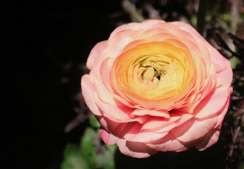 Another stunning ranunculus.