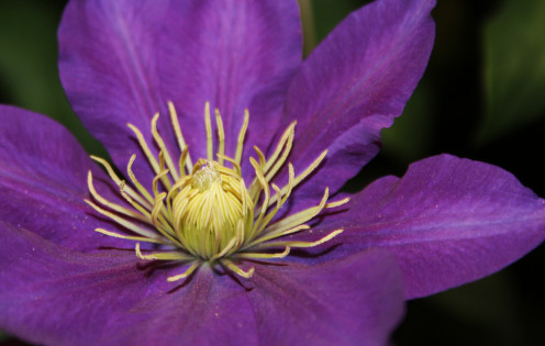 Clematis, a climber often found on trellises, comes in many colors and petal variations.