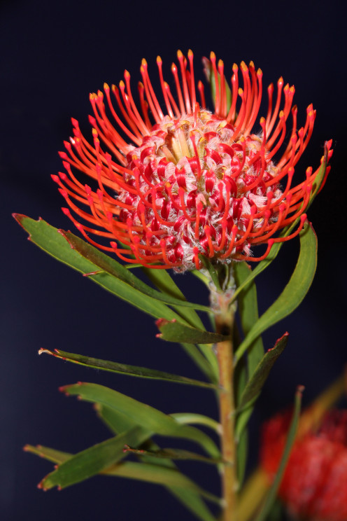 More stunning protea.