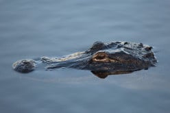 What You Need to Know About the American Alligator