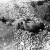 One of four Americans of the 21st Inf. Reg. captured 9 july, 1951, executed by North Koreans.