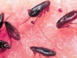 parasitismo fleas pulga pulgas jemplo dengarden