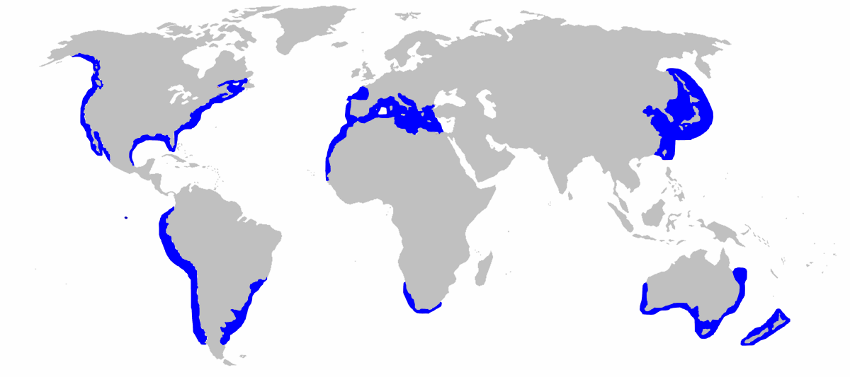 The common locations where you would expect to see Great White Sharks.
