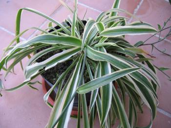 Spider plant or Ribbon plant