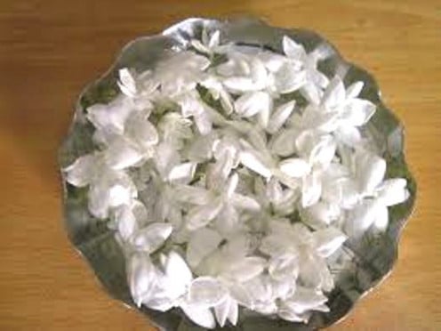 Fresh jasmine flowers