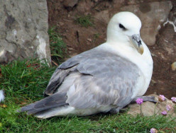 The Complete Guide to British Birds: Petrels and Shearwaters