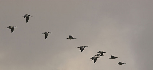 Flying in a V-shaped formation allows migrating geese to save energy and communicate about orientation cues. Barnacle geese migrate seasonally between the high Arctic and more southerly latitudes.