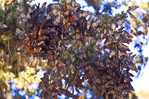 Millions of monarch butterflies undertake the epic journey south to the highlands of Mexico every autumn. Stored fat fuels their flight, and they may glide on air currents to save energy.