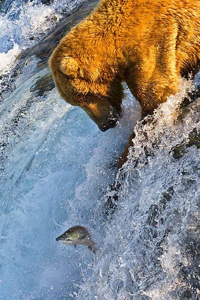 Along their way upstream, migrating salmon must contend with a variety of dangers, not least hungry grizzly bears that gather at waterfalls and may wait for hours to catch a flying meal.