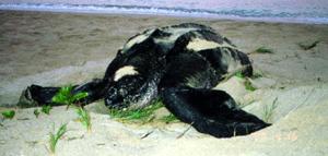 The females pull themselves onto gently sloping, sandy, tropical beaches to lay their eggs above the high tide line. Most species of turtle return to the beach of their birth and the leatherback is no exception.