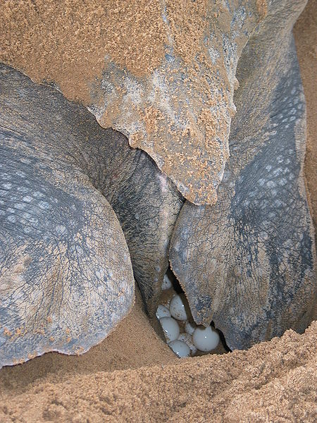 Female leatherback turtles lay an average of 110 eggs per clutch in a hole in soft sand that they dig with their flippers. The young hatch after 60 to 70 days and rush headlong to the sea.