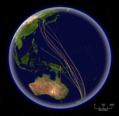 A satellite map showing the northward migration of the bar-tailed godwit from New Zealand all the way to Korea non-stop.