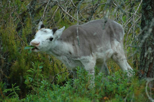 Most female reindeer only have one calf each year. Births take place in May or June on inland calving grounds.