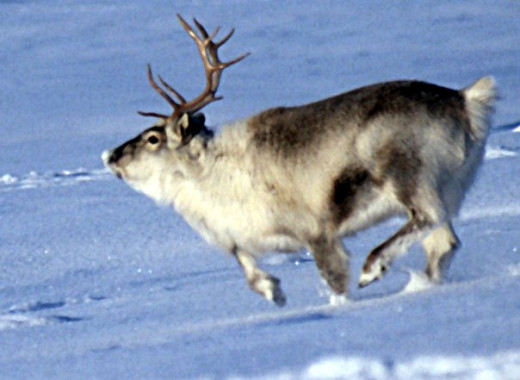 Caribou are able to run and walk on snow because their broad hooves act like snowshoes, which also help them to dig beneath it to reach food such as lichen and other vegetation.