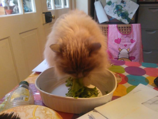 Abi eating salad