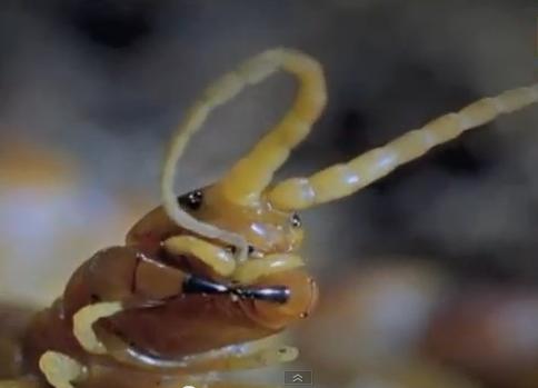 The head of centipede