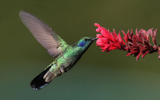 Some flowers rely on hummingbirds for pollination, while some hummingbirds rely on specific flowers for nectar. They have co-evolved in terms of shape and colour to accommodate each other's survival.