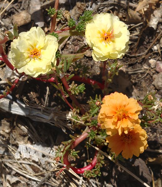 A chance mutation has caused this moss rose to produce flowers of a different colour to the others. It's possible that, over time the new colour may become dominant.