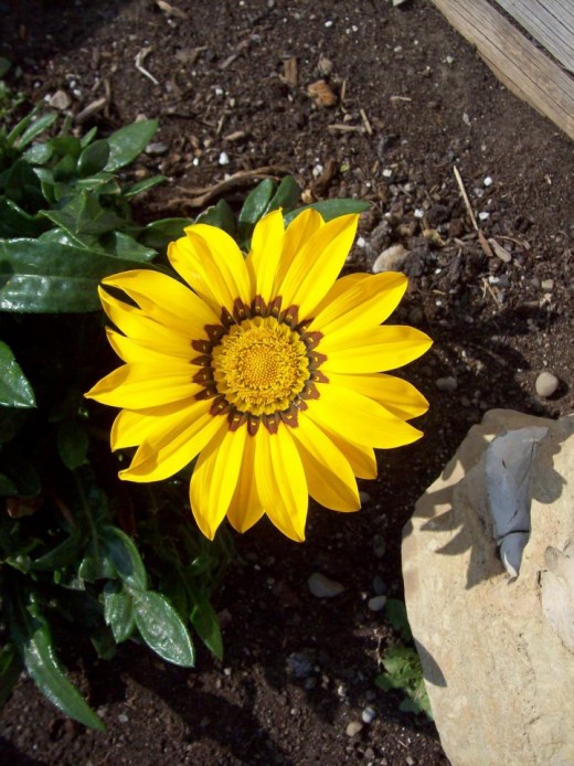 8 Awesome Annuals that Love Hot and Dry Conditions Dengarden