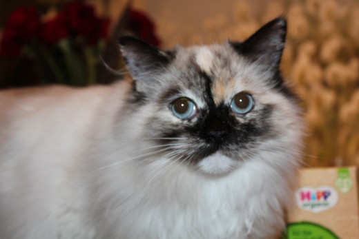 Zuri - seal tortie mitted Ragdoll