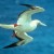 Red-Footed Booby Red-Footed Booby