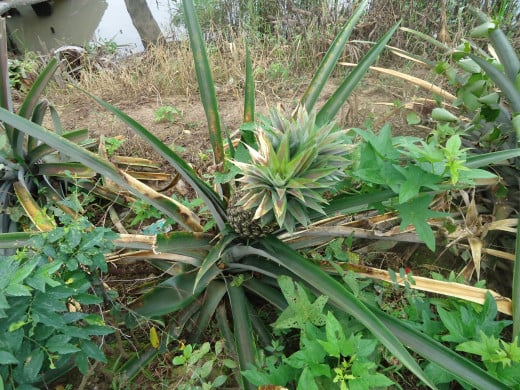 Mekong Delta pictures: Pineapple
