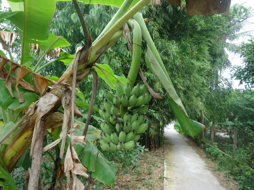 Mekong Delta pictures: Bananas