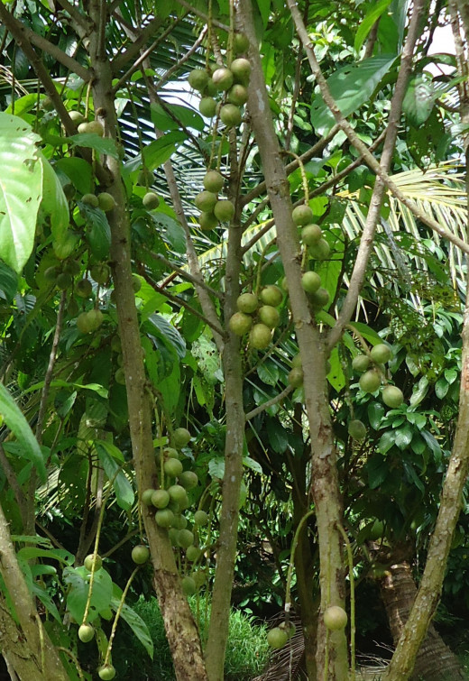 Mekong Delta pictures: Limes