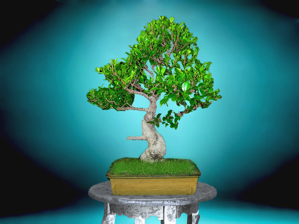 How to Prune a Bonsai