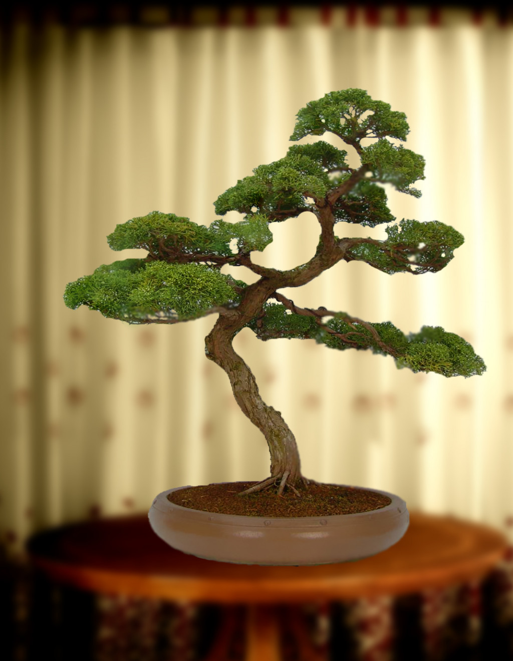 Great How To Transplant A Bonsai Tree in the world Learn more here 