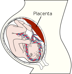 Low Placenta During Pregnancy
