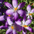 crocuses crocuses