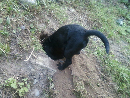 A picture of my dogs bottom... for no apparent reason!